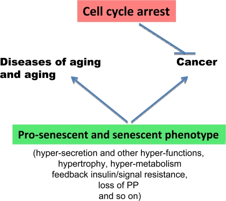 The opposite roles of senescence and cell cycle arrest