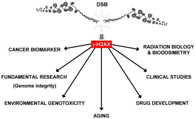 Applications for γ-H2AX detection