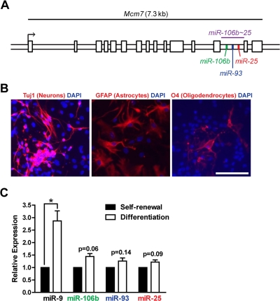The miR-106b~25 cluster is expressed in adult NSPCs in culture