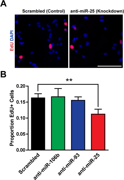 miR-25 is necessary for adult NSPC prolifer-ation