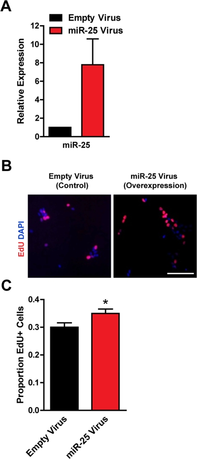 Expression of miR-25 enhances adult NSPC proliferation
