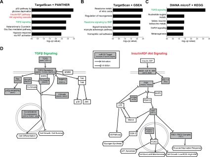 miR-25 targets genes involved in TGFβ and insulin/IGF signaling