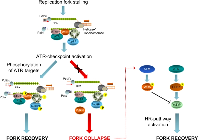 Role of ATR- or ATM-dependent modulation of WRN function in promoting correct recovery from replication arrest