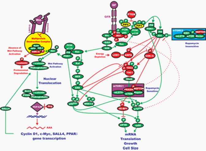 Interactions between the Ras/Raf/MEK/ERK, Ras/PI3K/PTEN/mTOR and Wnt/β-Catenin Pathways that Result in the Regulation of Protein Translation and Gene Transcription