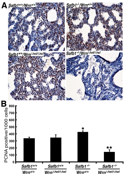 Proliferating cells (stained with an antibody against PCNA) in the lung tissues from 19 days old mutant embryos. (A) Example of PCNA stained cells with DAB (brown color) in 19 days post-coitum embryonic lung sections (stained with hematoxilin) showing a major decrease in cell proliferation in Safb1-null/WrnΔhel/Δhelembryos compared to the other genotypes. Magnification 400X. (B) Average number of apoptotic figures per area of lung sections containing 1000 cells (n=3 embryos for each genotype) (*: unpaired student t-test P-value Safb1+/+/Wrn+/+animals; **: unpaired student t-test P-value Safb1+/+/Wrn+/+animals).