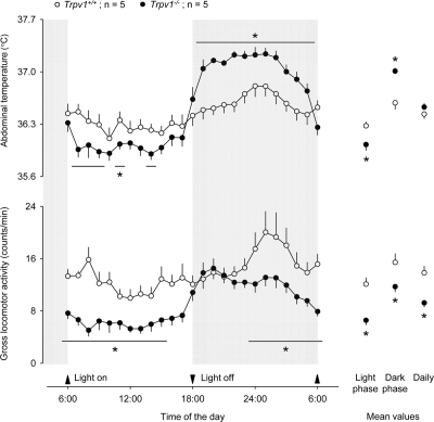 Compared to genetically unaltered controls, aged Trpv1−/− mice have a suppressed locomotor activity throughout the day, a lower abdominal temperature during the inactive (light) phase, and a higher abdominal temperature during the active (dark) phase. The locomotor activity and abdominal temperature were measured by telemetry. The mice were kept in their home cages placed inside a climatic chamber; the ambient temperature was maintained at 28°C. The data are shown as means ± SE. Significant changes (P −2, compared to Trpv1+/+ mice) are marked with asterisks (or horizontal lines with asterisks).