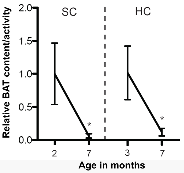 Age-dependent decline in BAT content/ activity in perigonadal fat depot