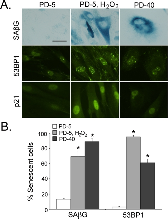 Senescent human fibroblasts contain markers of DNA damage response in vitro