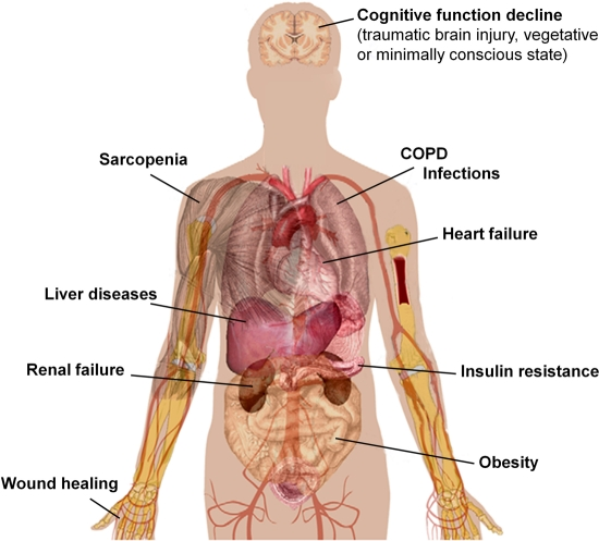 Possible health effects of amino acid mixtures in humans. Accurate clinical trials enrolling larger number of patients are necessary to confirm the safety and efficacy of BCAA/amino acid supplementation in geriatric patients. COPD, chronic obstructive pulmonary disease