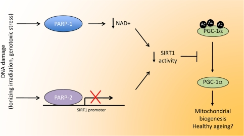 Linking DNA damage to mitochondrial biogenesis