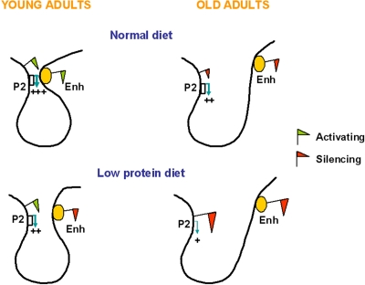 Proposed simplified model for the enhancer-promoter looping at the Hnf4a locus in young and old C and LP islets. In islets from young adult C rats the enhancer is enriched in active histone marks and interacts closely with the Hnf4a P2 promoter, leading to high levels of P2 transcription. The P2 promoter-enhancer interaction is impaired in islets of animals exposed to a LP diet during early development, due to depletion of active histone marks and enrichment in suppressive histone marks at the enhancer region. Aging associates reduced levels of Hnf4a expression due to enrichment in suppressive histone marks across the locus, which is more pronounced in LP islets. The accumulation of suppressive histone marks might further weaken the P2 promoter-enhancer interaction.