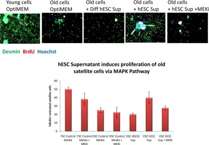 Young and old myofibers were isolated from hind leg mouse muscle at 3 days post injury by cardiotoxin and were cultured for 24 hours in Ham's F10 supplemented with 10% young or old mouse serum and 50% of the supernatant specified. 10 μM of MEK inhibitor was added to some wells, as indicated. Proliferating muscle progenitor cells that were generated by the activated satellite cells were immunodetected with anti-desmin (green) and anti-BrdU (red) antibodies; Hoechst (blue) was used to label all nuclei. Percent of proliferating myogenic cells was determined by CellProfiler. Typically poor myogenicity of old satellite cells cultured with old serum was rescued by hESC supernatant in a MAPK-dependent manner.