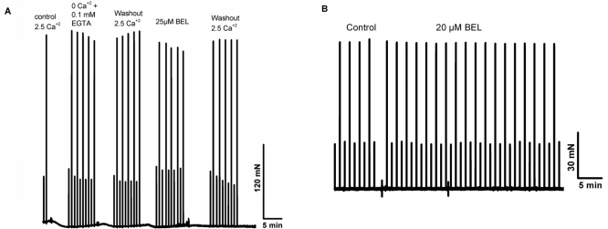 BEL reduces contractile force in young but not in aged skeletal muscle