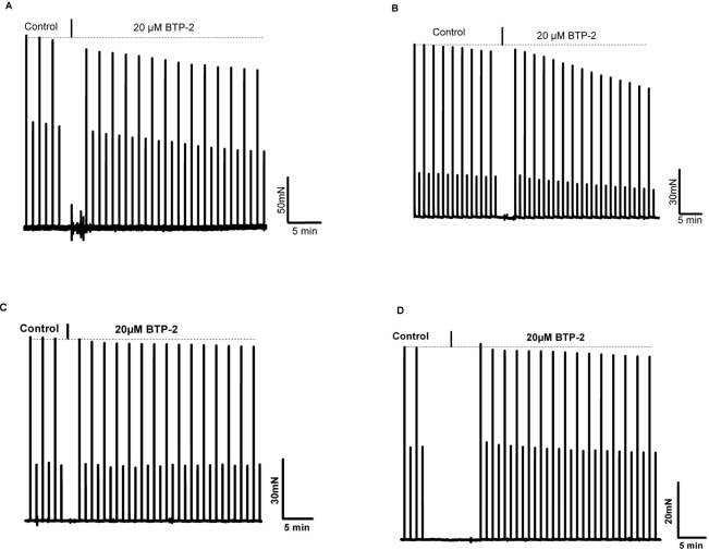 BTP-2, a selective and potent inhibitor of SOCE reduces contractile force in young but not in aged skeletal muscle