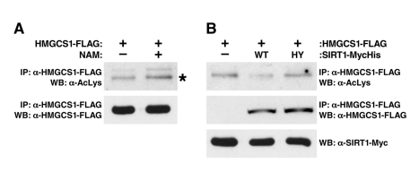 SIRT1 Regulates the Acetylation Level of HMGCS1