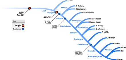 Evolutionary analysis of human sirtuins and their known homologous substrates