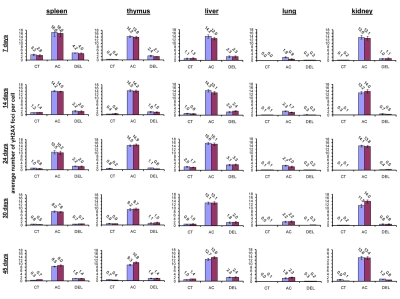 Radiation-induced DNA damage and cell proliferation in somatic tissues of male and female mice of different ages