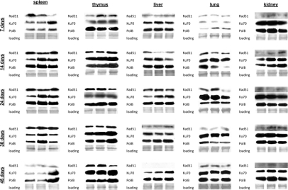 DNA repair in the somatic tissues of young, adolescent and adult animals