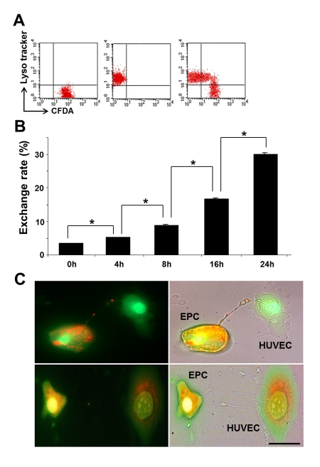 Time course of TNT exchange of lysosomes between co-cultured EPC and GC-stressed HUVEC and preservation of lysosomal pH gradient in the process of exchange