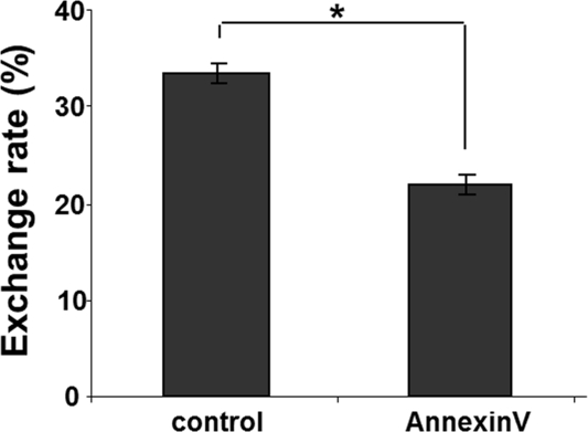 Shielding of exofacial phosphatidylserine domains by pretreatment of stressed HUVEC with annexin A5 reduces the rate of lysosomal exchange from intact EPC