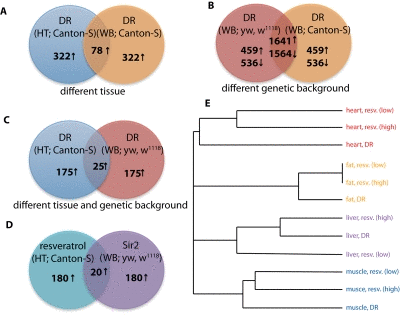 Comparison of different longevity interventions in D. melanogaster. (A) The Venn diagram generated by the list comparison algorithm when comparing DR in the same fly strain (Canton-S) in two different tissues (WB = whole body versus HT = head-thorax) shows a relatively small intersection (78 up-regulated genes). (B) A much larger intersection was detected when comparing DR in two different fly strains (yw, w1118 and Canton-S) but in the same tissue (1641 up-regulated and 1564 down-regulated genes). (C) Consistently, a very small overlap was detected when the comparison was done across tissues and fly strains (25 up-regulated genes). (D) A significant overlap of 20 up-regulated genes was found between the resveratrol and Sir2 datasets, despite the two datasets used different genetic backgrounds and tissues. (E) Hierarchical clustering of the different mouse gene expression datasets from Pearson et al. [17], which include two levels of resveratrol treatment (low and high), DR and four tissues: heart, white adipose tissue, liver and skeletal muscle. The clustering reveals a strong tissue effect: different interventions in the same tissue are clustered together.