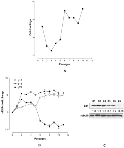 Characterization of MEF under 6T15 propagation regimen