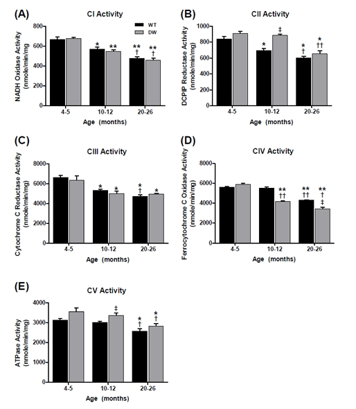 Measurement of ETC complex enzyme activities from young, middle aged, and old WT and dwarf mouse heart mitochondria