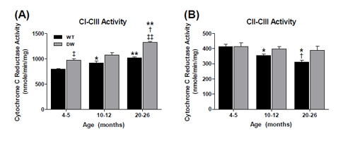 Measurement of coupled CI-CIII and CII-CIII activities from young, middle aged and old WT and dwarf mouse heart mitochondria