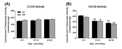 Measurement of coupled mitochondrial ETC complex activities from young, middle aged and old WT and dwarf mouse pectoralis muscle mitochondria