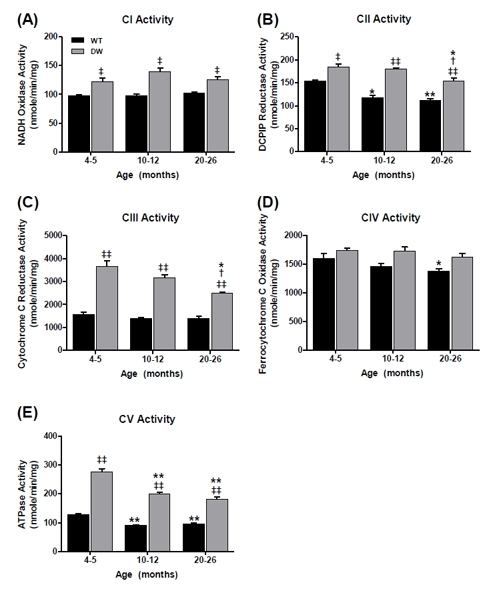 Measurement of ETC complex activities from young, middle aged and old WT and dwarf mouse kidney mitochondria