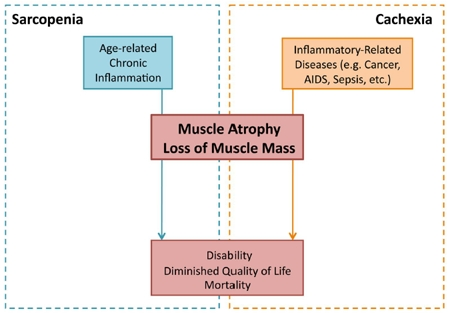 Inflammatory-induced sarcopenia vs. cachexia