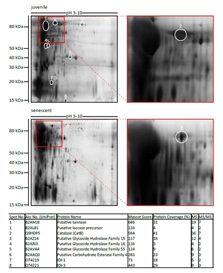 Identification of age-regulated secreted proteins