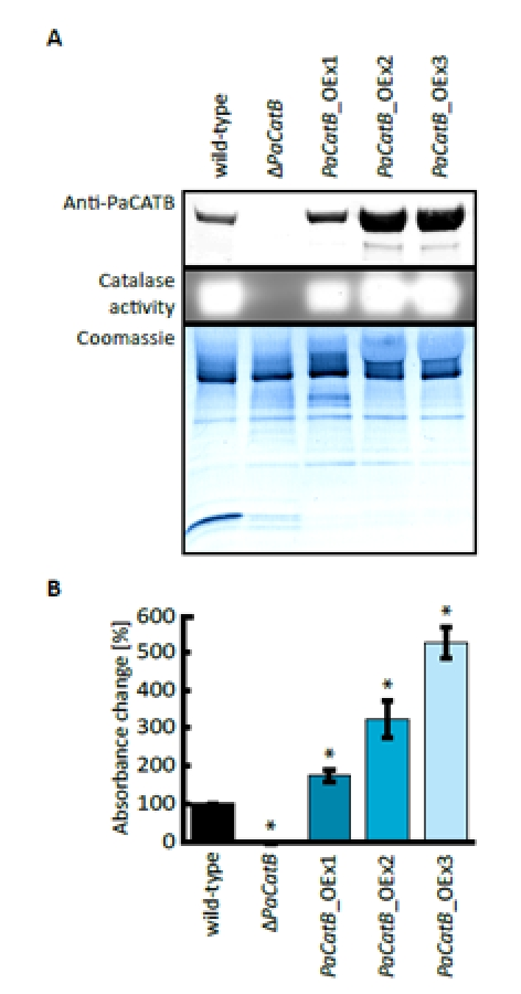 Verification of PaCatB deletion and PaCatB over-expression strains. A