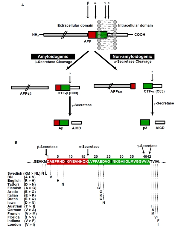 Schematic representation of generation of Aβ by proteolytic processing of APP and the familial AD causing APP mutations