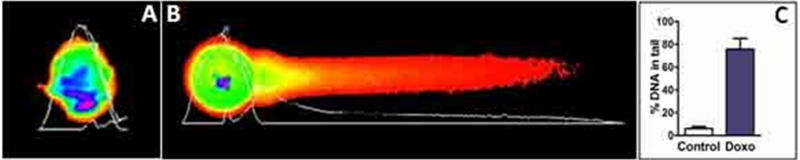 Comet assay with murine GV oocytes