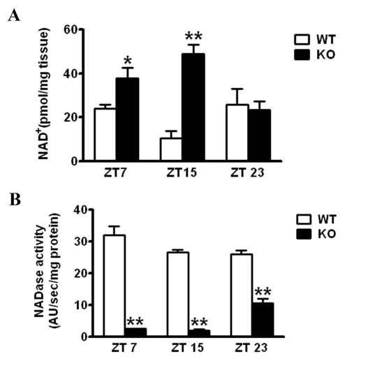 Effect of CD38 on NAD+ levels