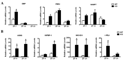 Differential liver gene expression in CD38-null mice