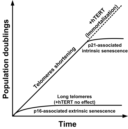 Mechanisms of cellular senescence in human cells