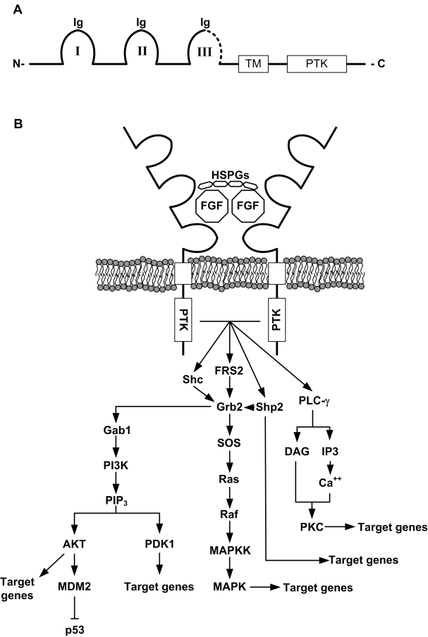 Structure and signaling downstream of FGFRs