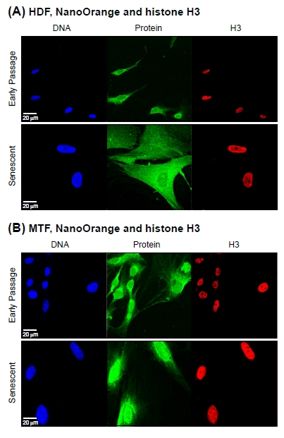 Co-staining of total protein and histone H3