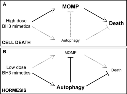 Autophagy and hormesis