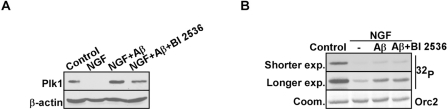 Plk1 expression is elevated in Aβ-treated neuronal PC12 cells