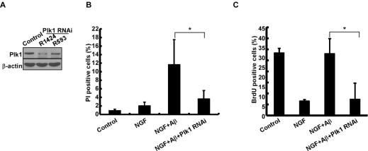 Depletion of Plk1 prevents Aβ-induced cell death and DNA replication in neuronal PC12 cells