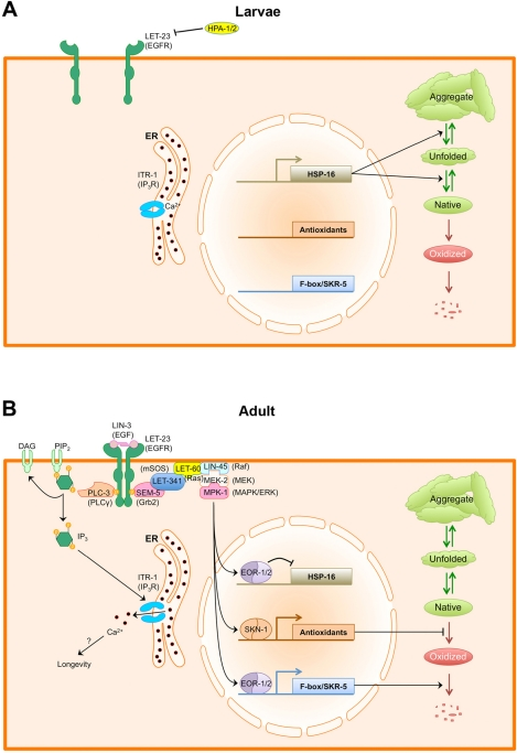 EGF signaling regulates protein and calcium homeostasis in adult C. elegans