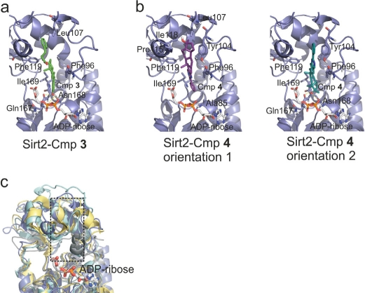 Models for the complexes between Sirt2/ADP-ribose and compounds 3 and 4, respectively