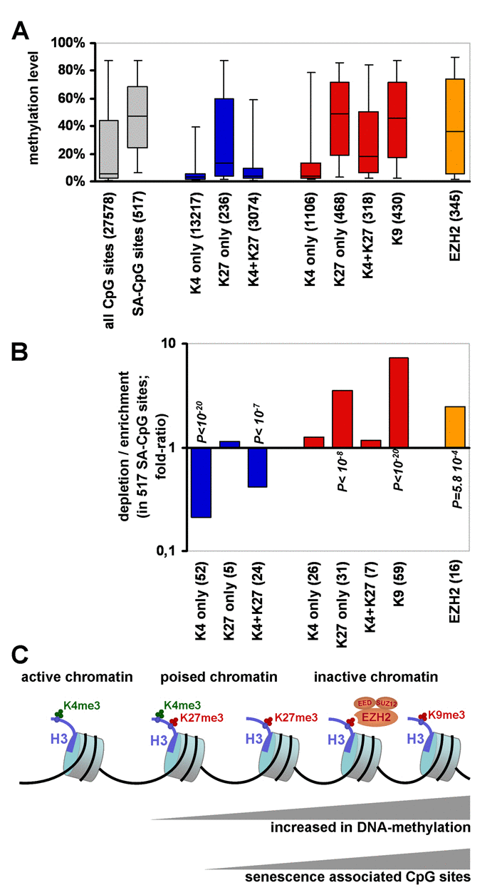 Senescence-associated DNA-methylation changes correlate with repressive histone marks