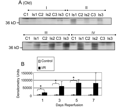 Tyrosine nitration of GAPDH in plantaris/FHL lysate from old mice