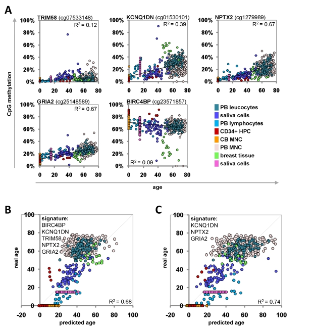 Age-predictions with the Epigenetic-Aging-Signature for the validation group