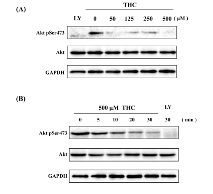 THC inhibits Akt phosphorylation