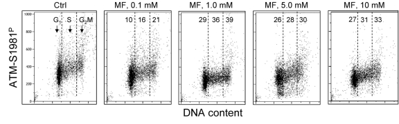 Effect of metformin on the level of constitutive expression of ATM-S1981P